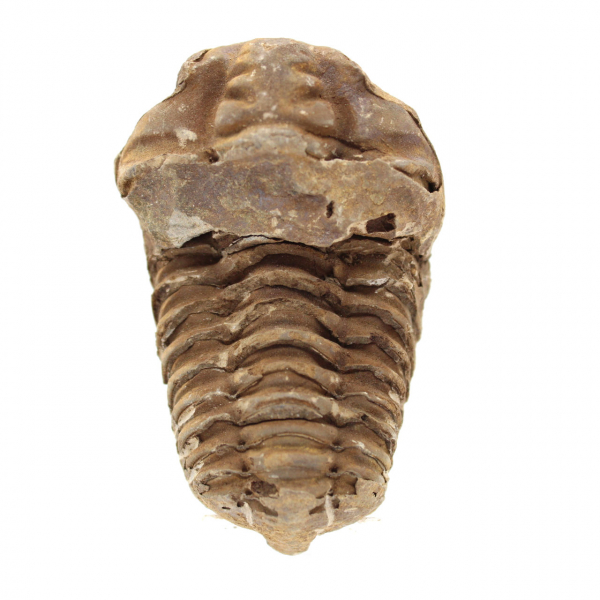 trilobites