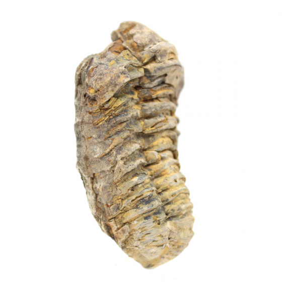 trilobites