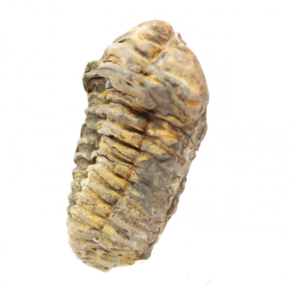 trilobites