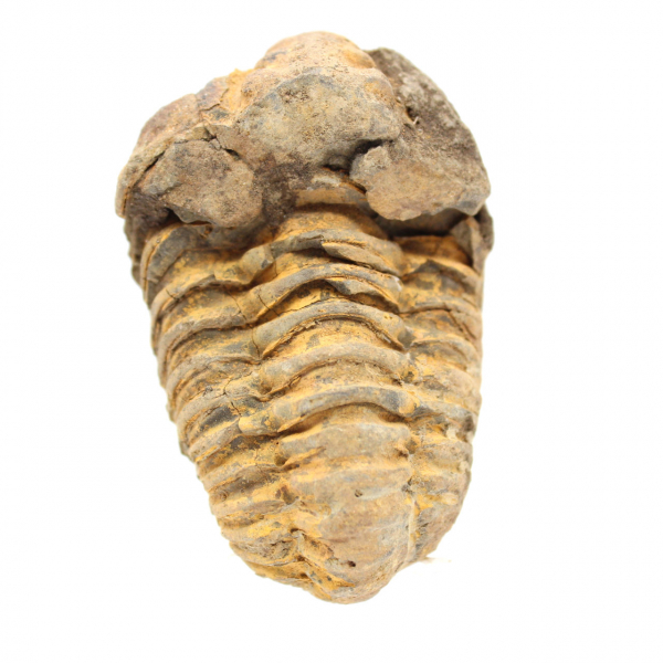 trilobites