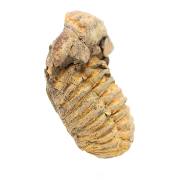 trilobites