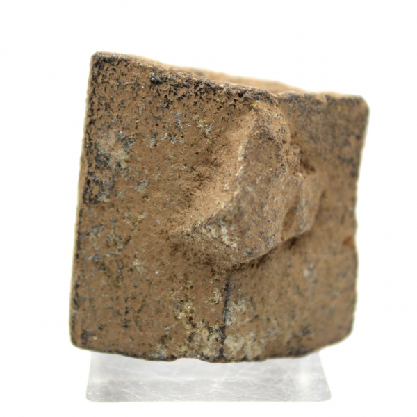 estaurotida