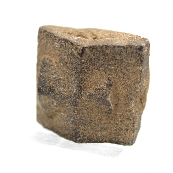 estaurotida