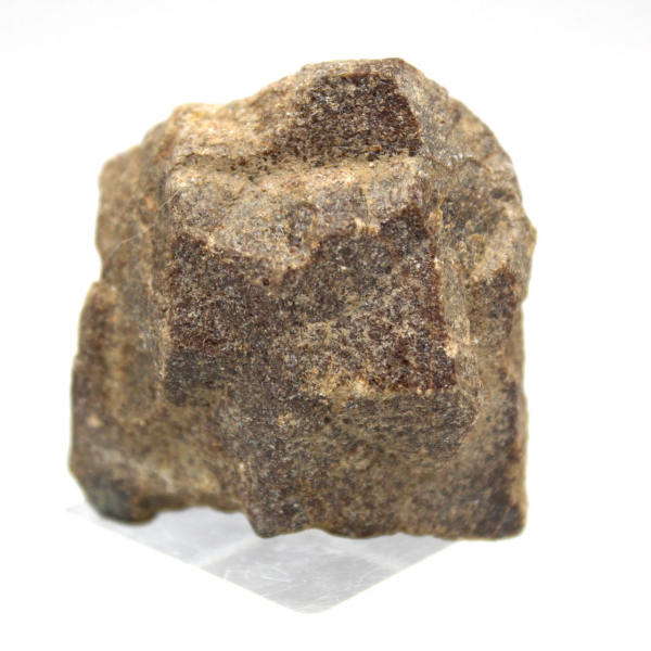 estaurotida