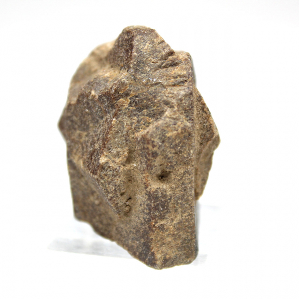 estaurotida