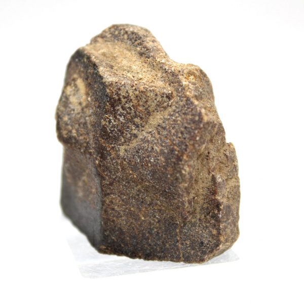 estaurotida