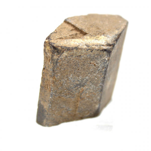 estaurotida