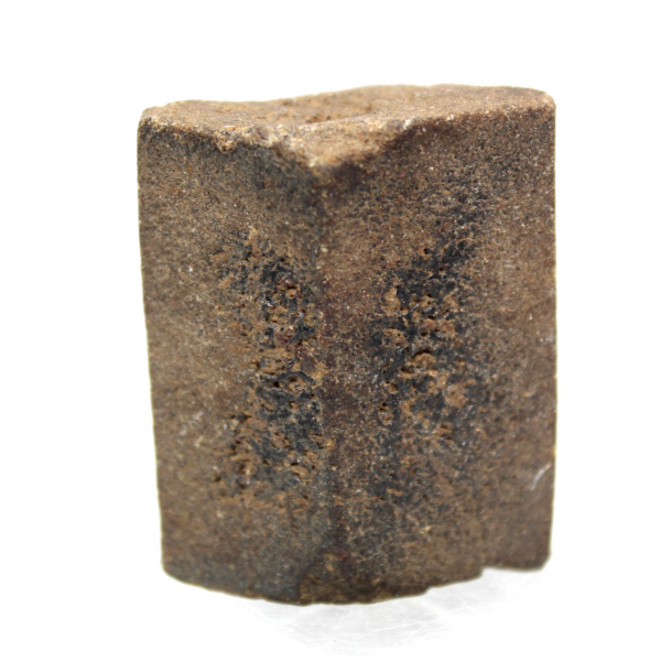 estaurotida