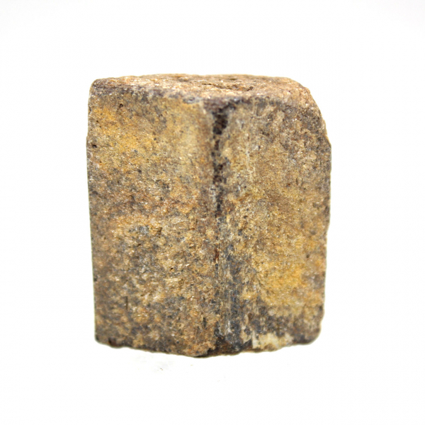 estaurotida