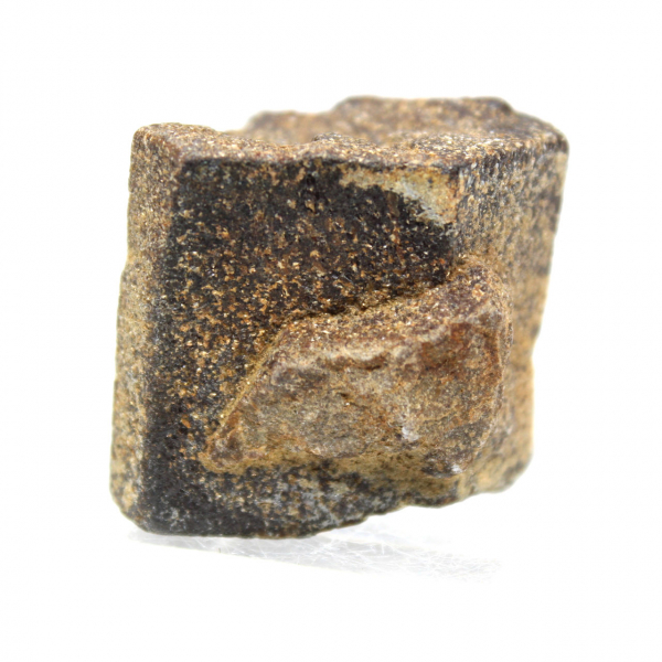 estaurotida