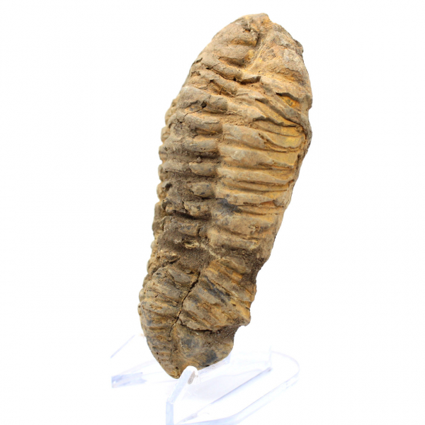 Trilobite