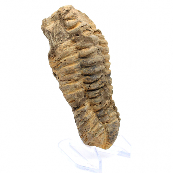 Trilobite