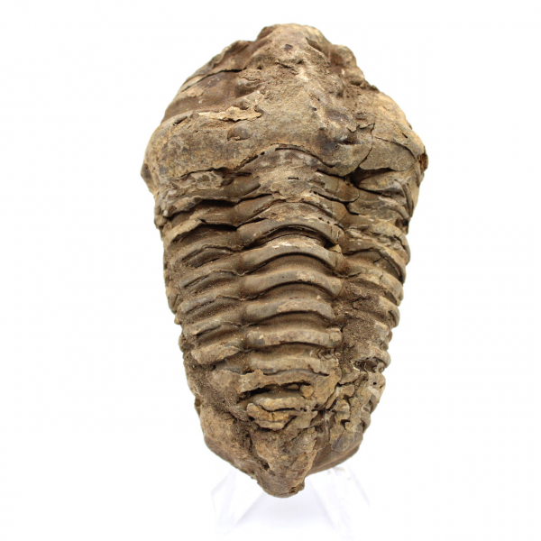 Trilobite fósil en bruto