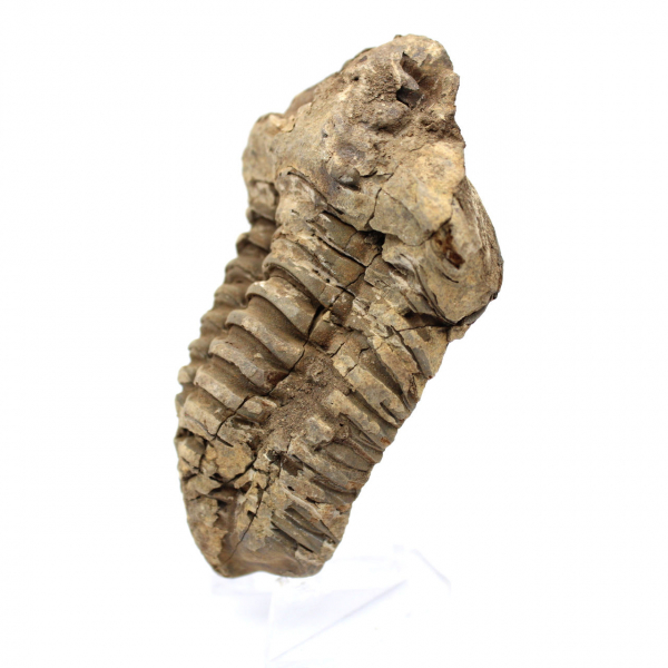 Trilobite fósil en bruto