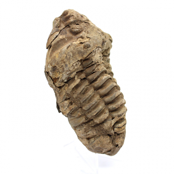 Trilobite fósil en bruto