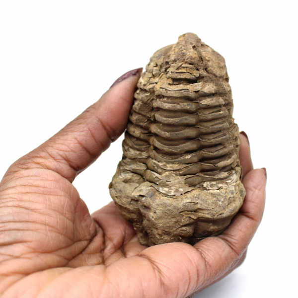 Trilobite fósil en bruto