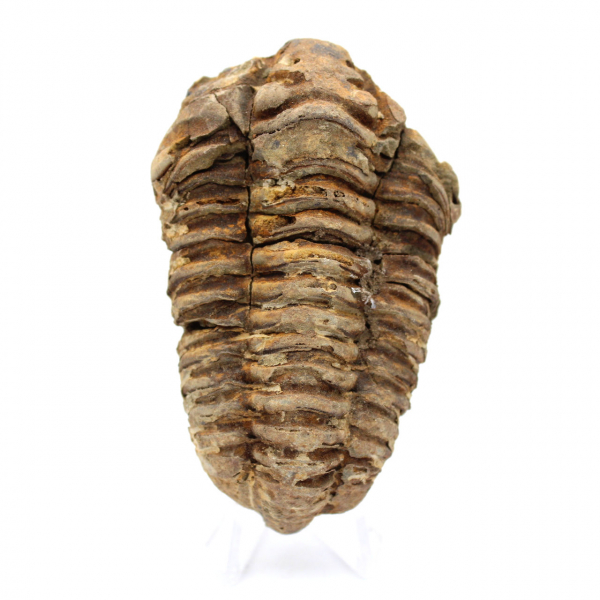 Fósil de trilobite en Marruecos