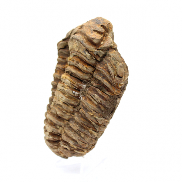 Fósil de trilobite en Marruecos