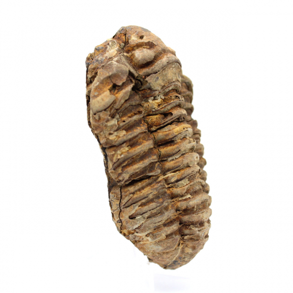 Fósil de trilobite en Marruecos