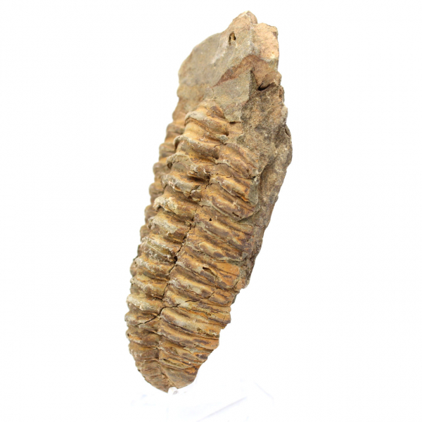 Fósil de trilobite de Marruecos