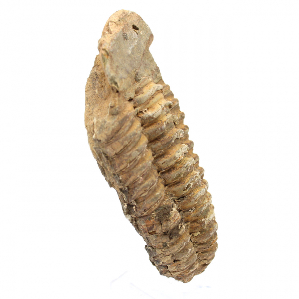 Fósil de trilobite de Marruecos