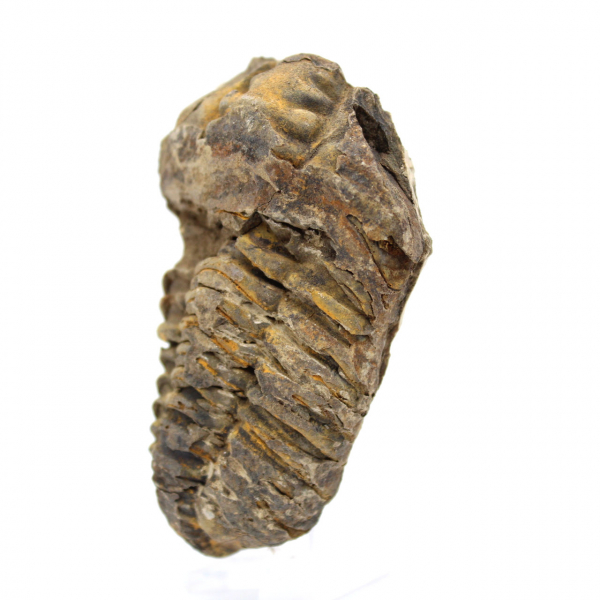 Trilobite fósil de Marruecos