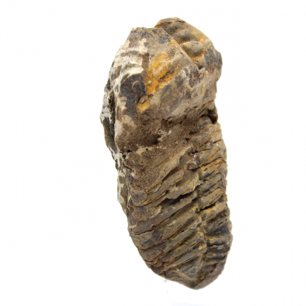 Trilobite fósil de Marruecos