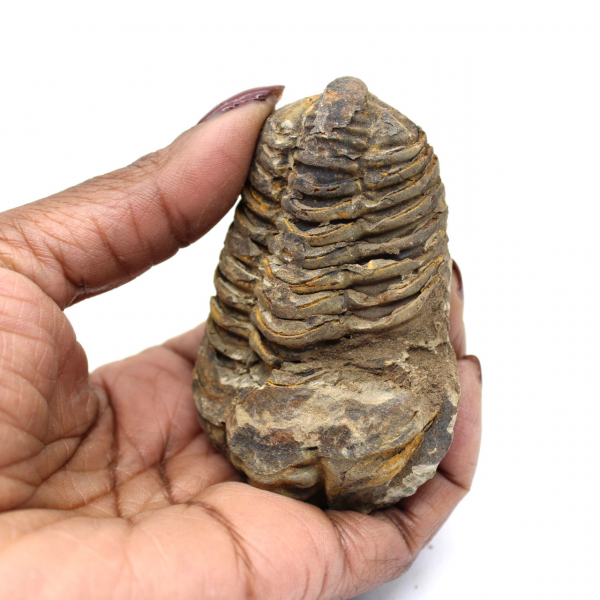 Trilobite fósil de Marruecos