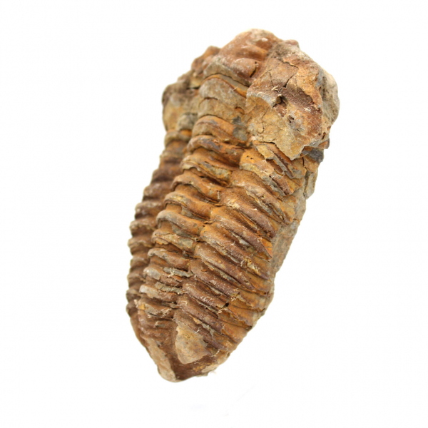 Trilobite fósil