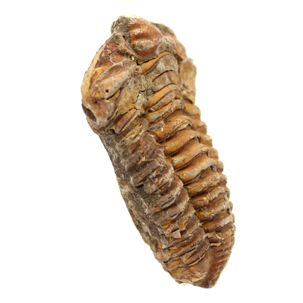 Trilobite fósil