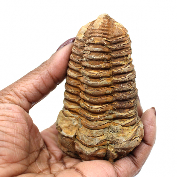 Trilobite fósil