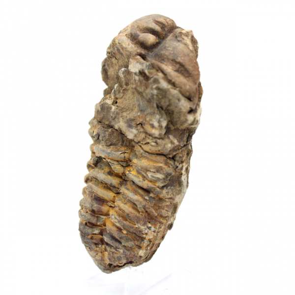 Trilobite de Marruecos