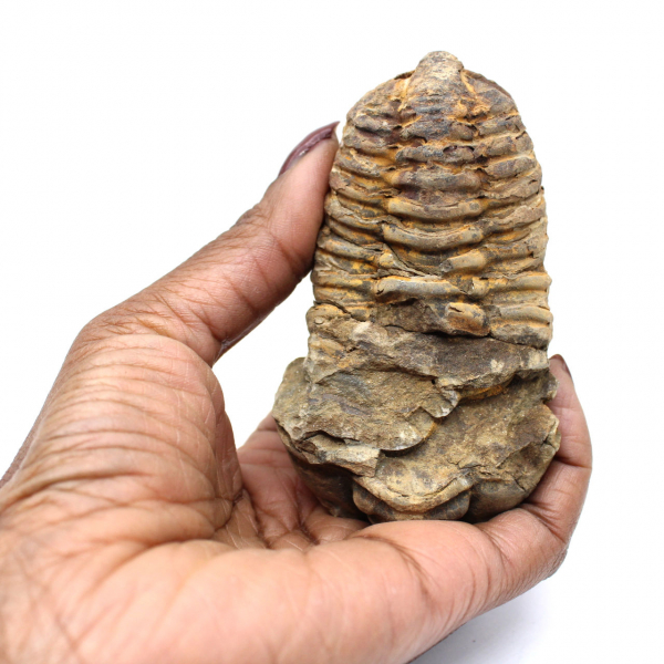 Trilobite de Marruecos