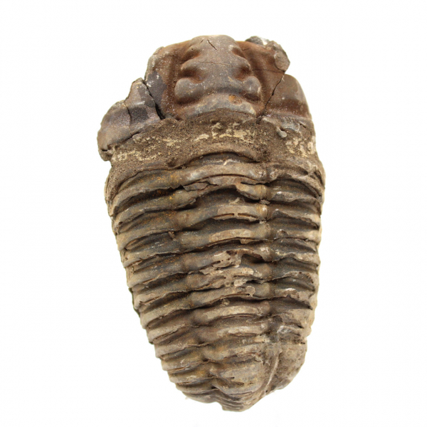 Trilobite crudo de Marruecos