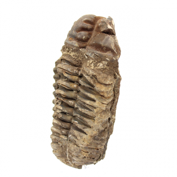 Trilobite crudo de Marruecos