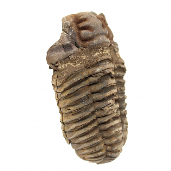 Trilobite crudo de Marruecos