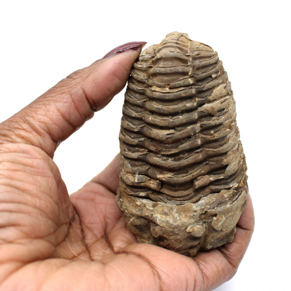 Trilobite fósil en bruto