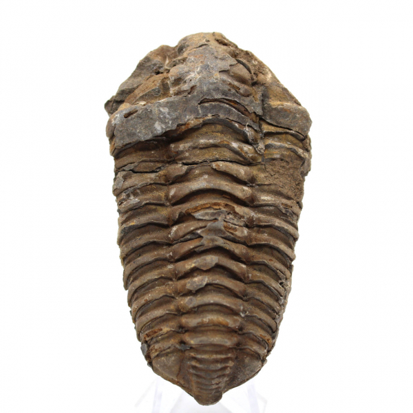 Fósil de trilobite en Marruecos