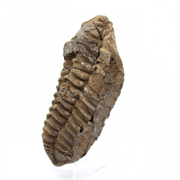 Fósil de trilobite en Marruecos