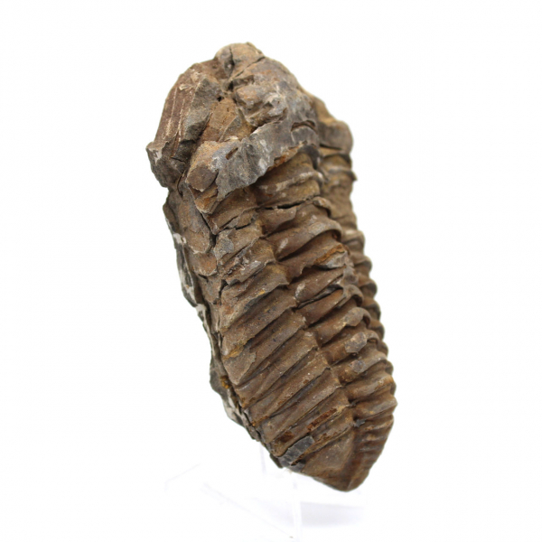 Fósil de trilobite en Marruecos