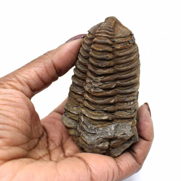 Fósil de trilobite en Marruecos