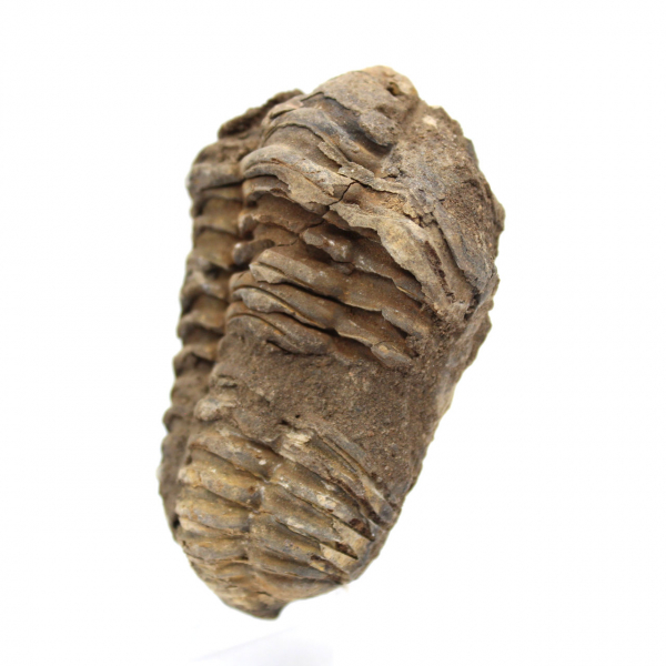 Fósil de trilobite de Marruecos