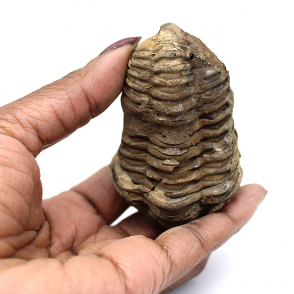 Fósil de trilobite de Marruecos