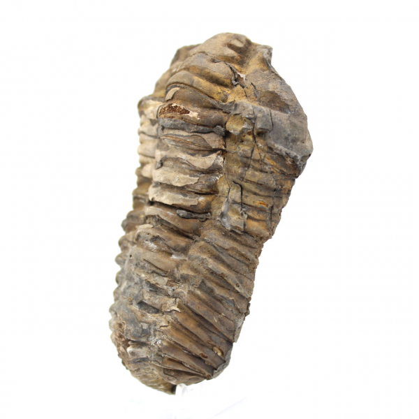 Trilobite fósil de Marruecos