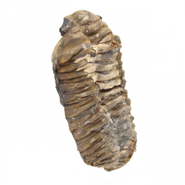 Trilobite fósil de Marruecos