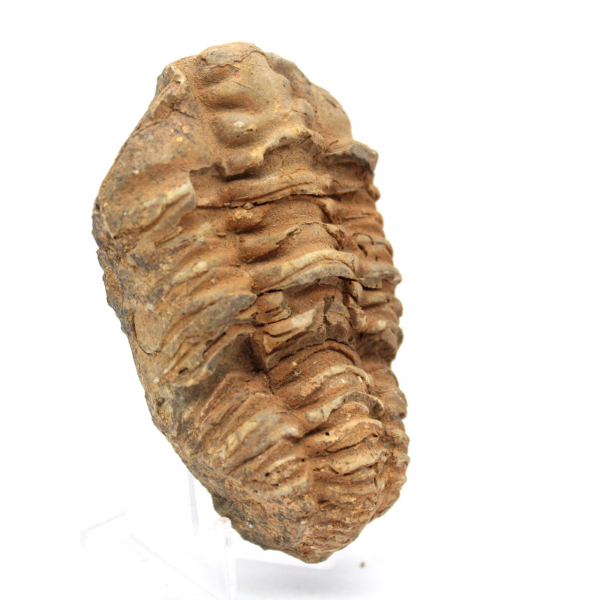 Trilobite fósil de Marruecos