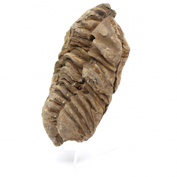 Trilobite fósil