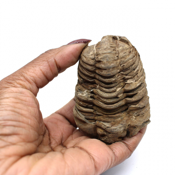 Trilobite fósil