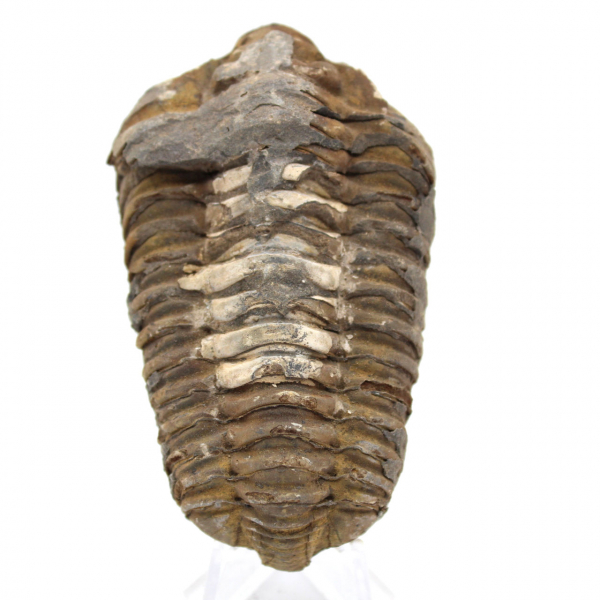 Trilobite de Marruecos