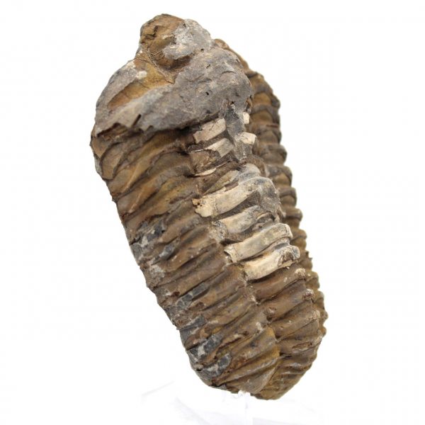 Trilobite de Marruecos